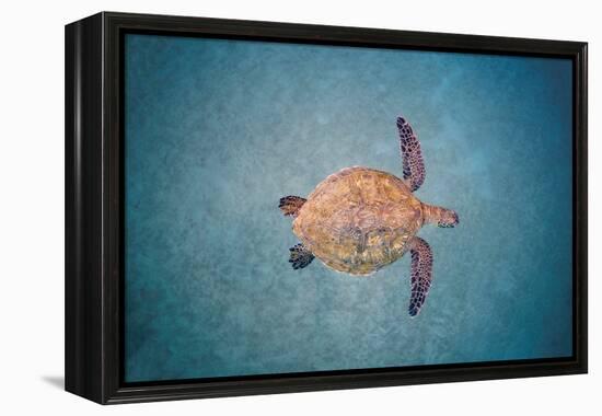 Green sea turtle swimming over sand seabed, Hawaii-David Fleetham-Framed Premier Image Canvas