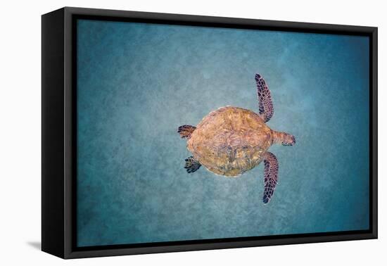 Green sea turtle swimming over sand seabed, Hawaii-David Fleetham-Framed Premier Image Canvas