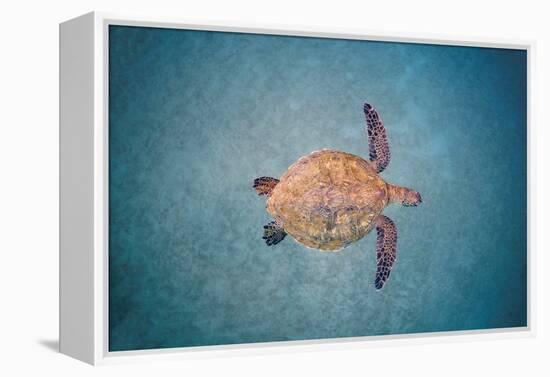 Green sea turtle swimming over sand seabed, Hawaii-David Fleetham-Framed Premier Image Canvas