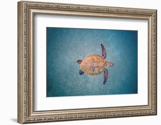 Green sea turtle swimming over sand seabed, Hawaii-David Fleetham-Framed Photographic Print