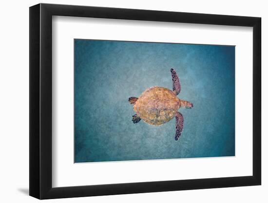 Green sea turtle swimming over sand seabed, Hawaii-David Fleetham-Framed Photographic Print