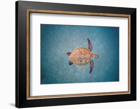 Green sea turtle swimming over sand seabed, Hawaii-David Fleetham-Framed Photographic Print