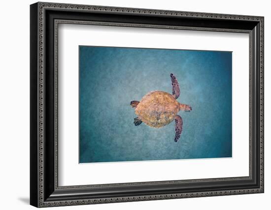 Green sea turtle swimming over sand seabed, Hawaii-David Fleetham-Framed Photographic Print