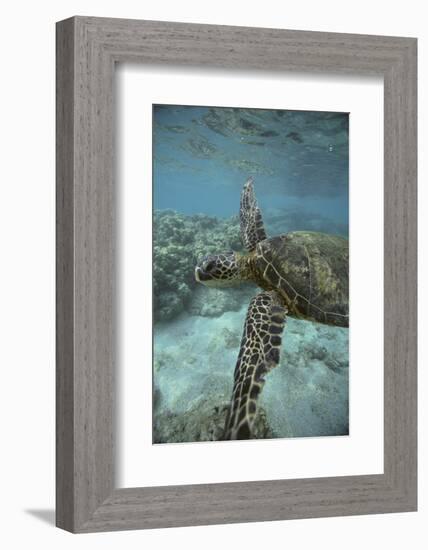 Green Sea Turtle Swimming-DLILLC-Framed Photographic Print