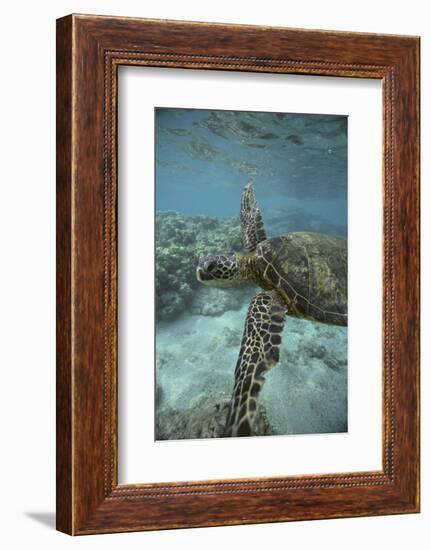 Green Sea Turtle Swimming-DLILLC-Framed Photographic Print