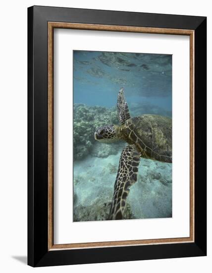 Green Sea Turtle Swimming-DLILLC-Framed Photographic Print