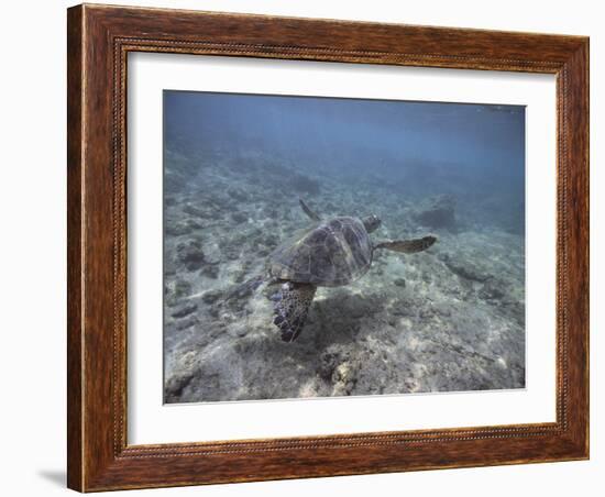 Green Sea Turtle Swimming-DLILLC-Framed Photographic Print