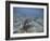 Green Sea Turtle Swimming-DLILLC-Framed Photographic Print