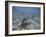 Green Sea Turtle Swimming-DLILLC-Framed Photographic Print