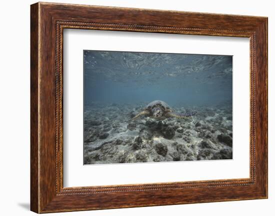 Green Sea Turtle Swimming-DLILLC-Framed Photographic Print