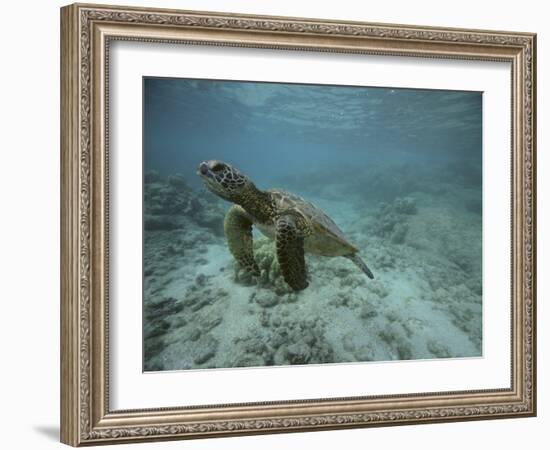 Green Sea Turtle Swimming-DLILLC-Framed Photographic Print