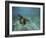 Green Sea Turtle Swimming-DLILLC-Framed Photographic Print