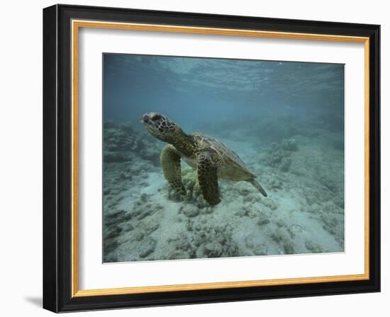 Green Sea Turtle Swimming-DLILLC-Framed Photographic Print