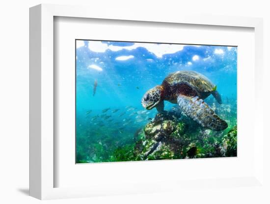 Green sea turtle with shoals of damselfish, Ecuador-Tui De Roy-Framed Photographic Print