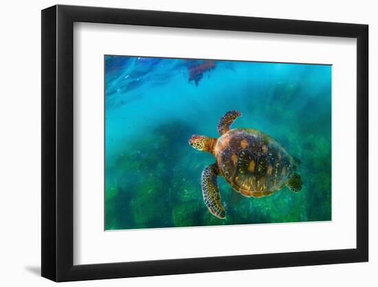 Green sea turtle yellow morph, Galapagos Islands-Tui De Roy-Framed Photographic Print