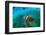 Green sea turtle yellow morph, Galapagos Islands-Tui De Roy-Framed Photographic Print