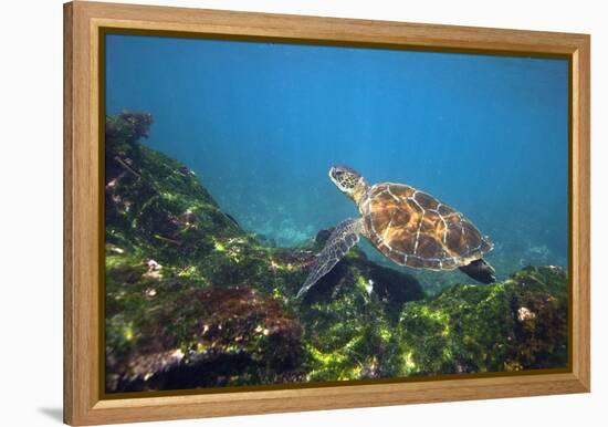 Green Sea Turtle-Peter Scoones-Framed Premier Image Canvas