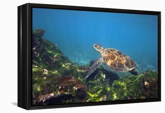 Green Sea Turtle-Peter Scoones-Framed Premier Image Canvas