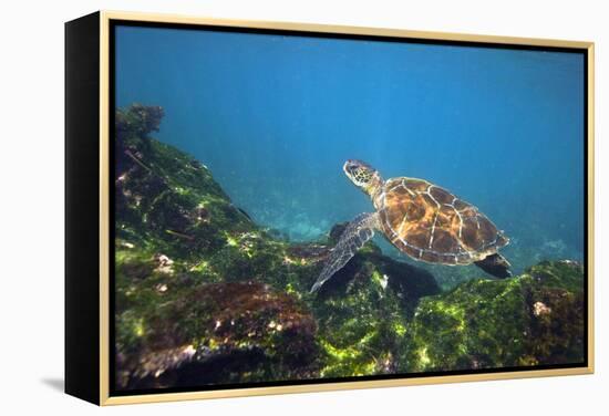 Green Sea Turtle-Peter Scoones-Framed Premier Image Canvas