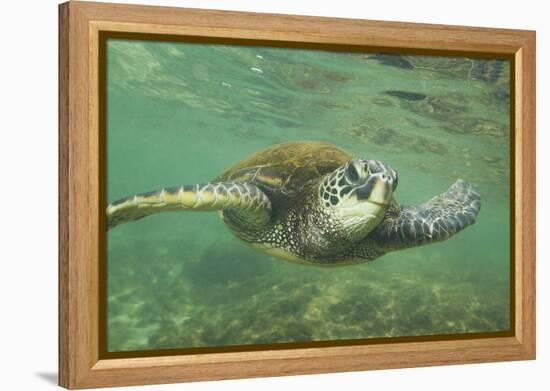 Green Sea Turtle-DLILLC-Framed Premier Image Canvas