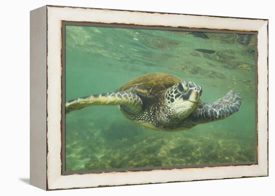 Green Sea Turtle-DLILLC-Framed Premier Image Canvas