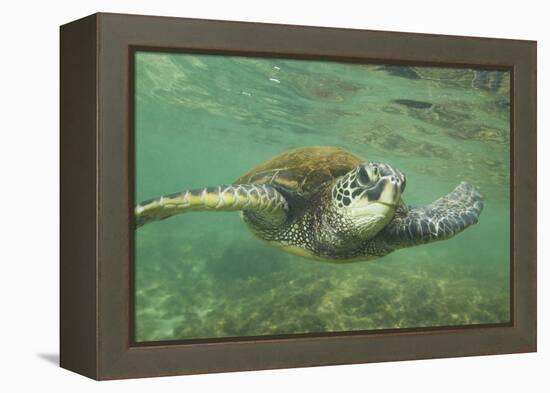 Green Sea Turtle-DLILLC-Framed Premier Image Canvas