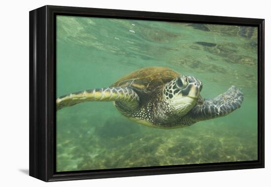 Green Sea Turtle-DLILLC-Framed Premier Image Canvas