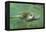 Green Sea Turtle-DLILLC-Framed Premier Image Canvas