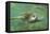 Green Sea Turtle-DLILLC-Framed Premier Image Canvas