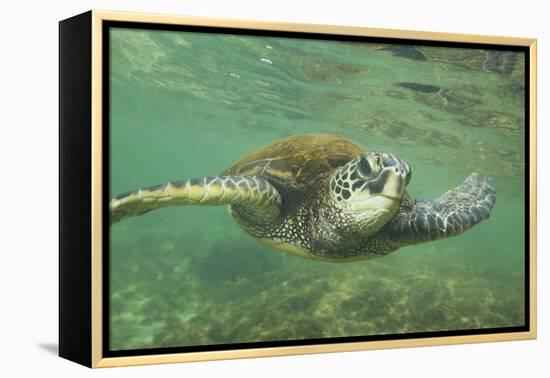 Green Sea Turtle-DLILLC-Framed Premier Image Canvas