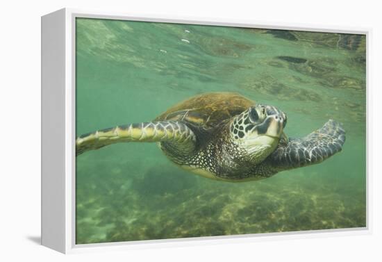 Green Sea Turtle-DLILLC-Framed Premier Image Canvas