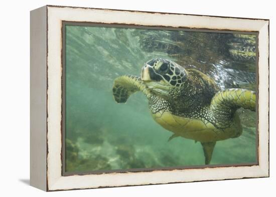 Green Sea Turtle-DLILLC-Framed Premier Image Canvas