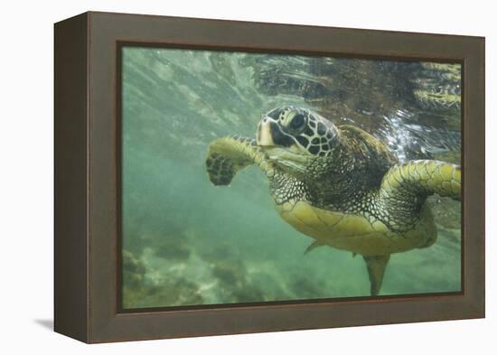 Green Sea Turtle-DLILLC-Framed Premier Image Canvas