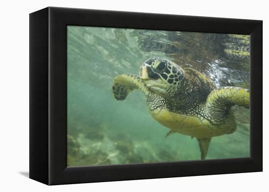 Green Sea Turtle-DLILLC-Framed Premier Image Canvas