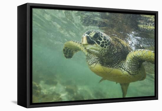 Green Sea Turtle-DLILLC-Framed Premier Image Canvas