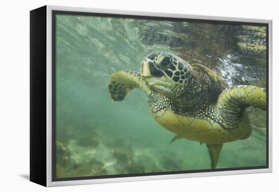 Green Sea Turtle-DLILLC-Framed Premier Image Canvas