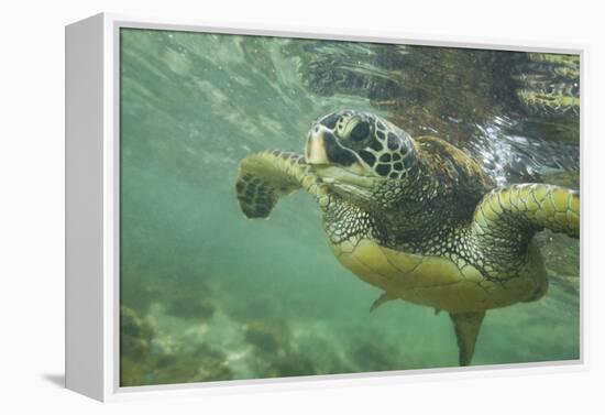 Green Sea Turtle-DLILLC-Framed Premier Image Canvas