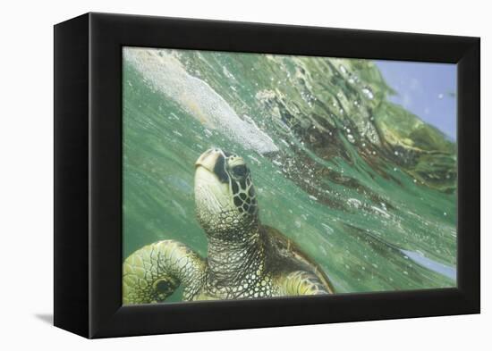 Green Sea Turtle-DLILLC-Framed Premier Image Canvas