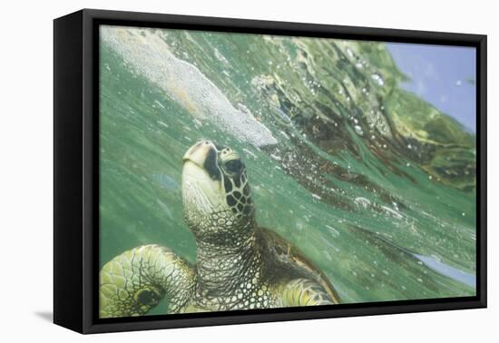 Green Sea Turtle-DLILLC-Framed Premier Image Canvas