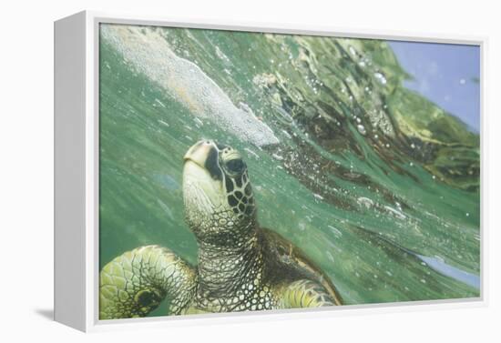 Green Sea Turtle-DLILLC-Framed Premier Image Canvas