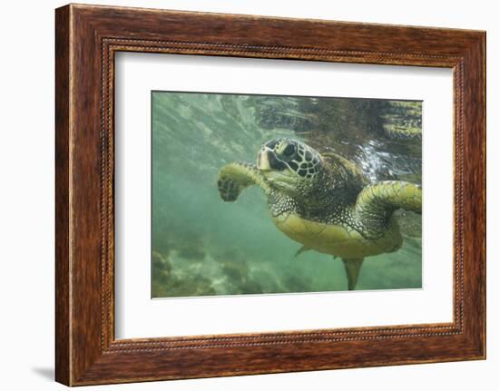 Green Sea Turtle-DLILLC-Framed Premium Photographic Print