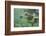 Green Sea Turtle-DLILLC-Framed Premium Photographic Print