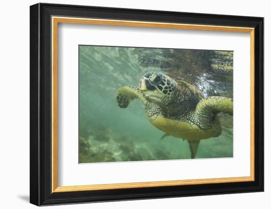 Green Sea Turtle-DLILLC-Framed Premium Photographic Print