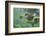 Green Sea Turtle-DLILLC-Framed Premium Photographic Print