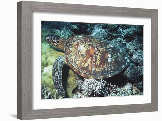 Green Sea Turtle-Georgette Douwma-Framed Photographic Print