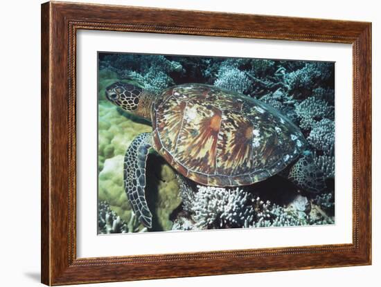 Green Sea Turtle-Georgette Douwma-Framed Photographic Print