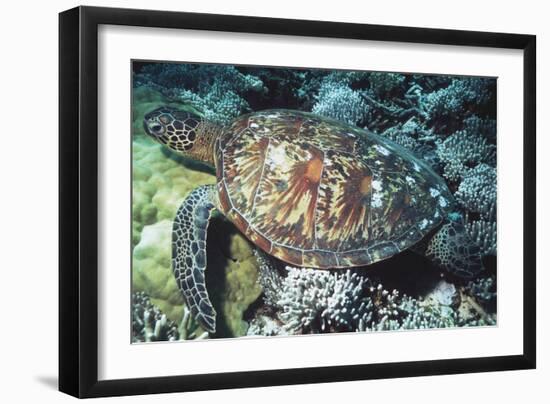 Green Sea Turtle-Georgette Douwma-Framed Photographic Print