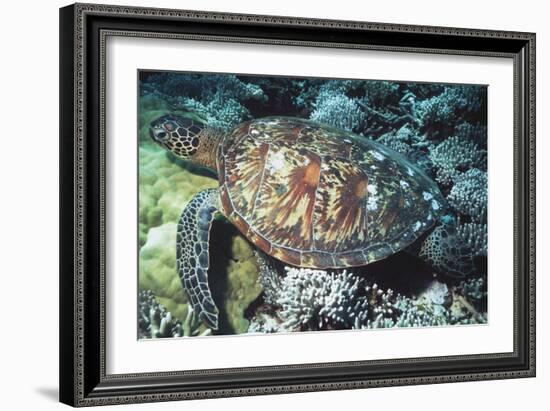 Green Sea Turtle-Georgette Douwma-Framed Photographic Print