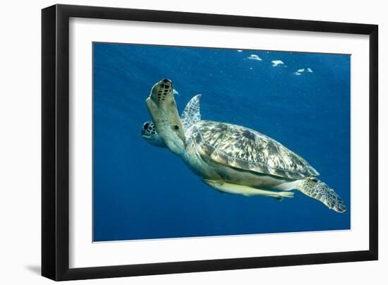 Green Sea Turtle-Louise Murray-Framed Photographic Print