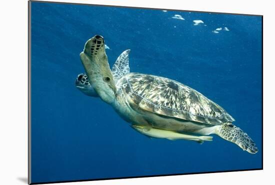 Green Sea Turtle-Louise Murray-Mounted Photographic Print